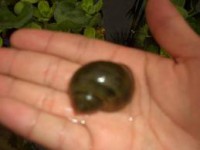 CARACOL NEGRO(PARDO)